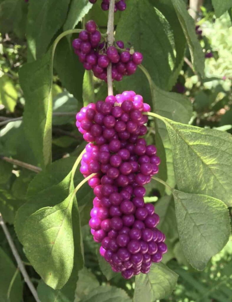 Read more about In Bloom Beautyberry